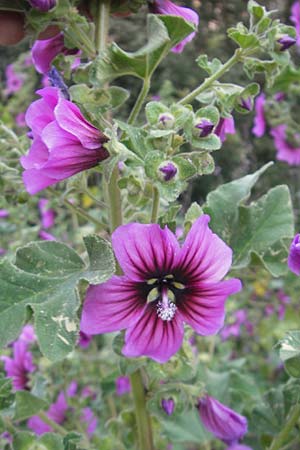 Malva arborea \ Baumfrmige Strauchpappel, Baum-Strauchpappel / Tree Mallow, Mallorca/Majorca Cala Pi 8.4.2012