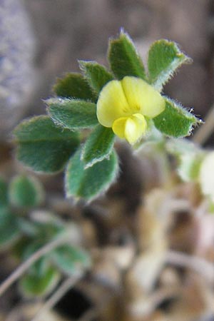 Medicago minima \ Zwerg-Schneckenklee, Mallorca Ca'n Picafort 30.4.2011