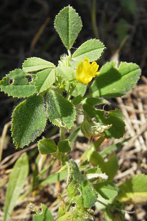 Medicago rigidula \ Sammet-Schneckenklee / Rigid Medick, Tifton Burclover, Mallorca/Majorca Magaluf 1.5.2011