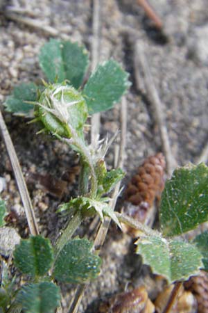 Medicago littoralis \ Meer-Schneckenklee / Strand Medick, Water Medick, Mallorca/Majorca Magaluf 1.5.2011