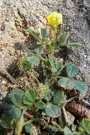 Medicago littoralis \ Meer-Schneckenklee, Mallorca Magaluf 1.5.2011