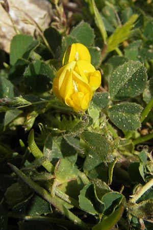 Medicago rigidula \ Sammet-Schneckenklee / Rigid Medick, Tifton Burclover, Mallorca/Majorca Port de Andratx 3.4.2012