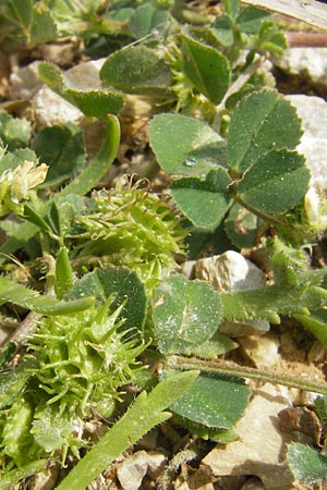 Medicago rigidula / Rigid Medick, Tifton Burclover, Majorca Port de Andratx 3.4.2012