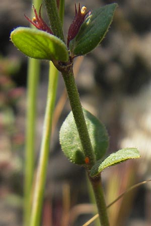 Micromeria microphylla \ Kleinblttrige Bergminze / Maltese Savory, Mallorca/Majorca Betlem 28.4.2011