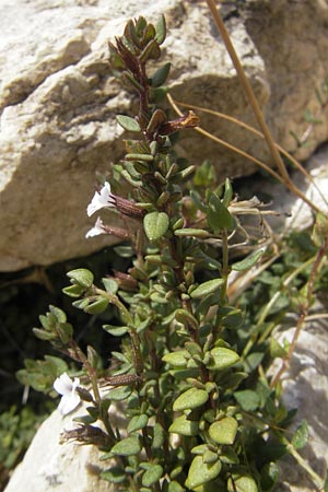 Micromeria filiformis \ Fadenfrmige Bergminze / Corsian Savory, Mallorca/Majorca Sant Elm 29.4.2011