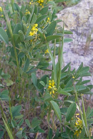 Melilotus segetalis \ Saat-Steinklee, Mallorca Cala Pi 8.4.2012