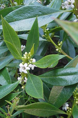 Myoporum laetum / Mousehole Tree, Coast Myoporum, Majorca Cala Pi 8.4.2012