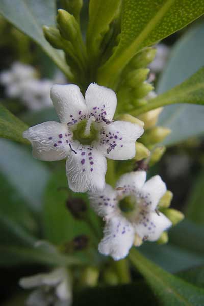 Myoporum laetum \ Drsenstrauch, Ngaio-Baum, Mallorca Cala Pi 8.4.2012