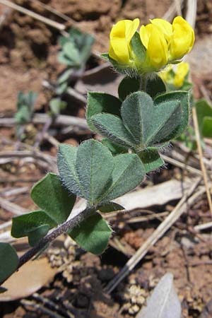 Medicago minima \ Zwerg-Schneckenklee / Burr Medick, Mallorca/Majorca Sa Calobra 27.4.2011