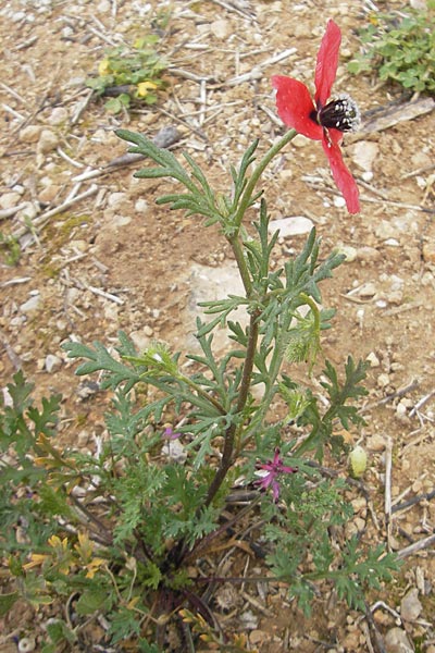 Papaver hybridum \ Bastard-Mohn, Krummborstiger Mohn, Mallorca S'Arenal 5.4.2012