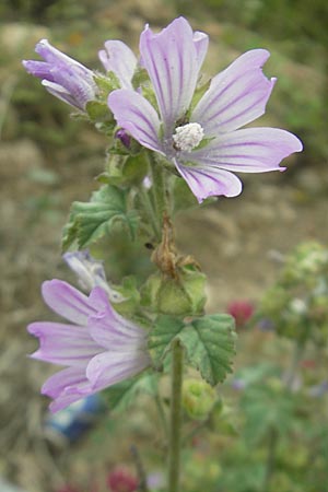 Malva multiflora \ Kretische Strauchpappel / Small Tree Mallow, Cretan Hollyhock, Mallorca/Majorca Pollensa 24.4.2011