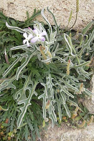 Matthiola sinuata \ Gebuchtete Levkoje / Sea Stock, Mallorca/Majorca Ca'n Picafort 30.4.2011