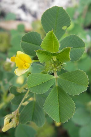 Medicago polymorpha \ Rauer Schneckenklee, Schwarzer Schneckenklee / Toothed Medick, Spotted Medick, Mallorca/Majorca Esporles 12.4.2012