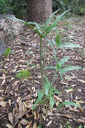 Dracunculus muscivorus \ Drachenmaul / Dead Horse Arum, Mallorca/Majorca Soller Botan. Gar. 4.4.2012