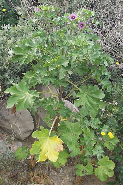 Malva arborea / Tree Mallow, Majorca Sant Elm 29.4.2011