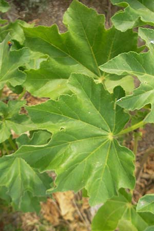 Malva arborea \ Baumfrmige Strauchpappel, Baum-Strauchpappel, Mallorca Sant Elm 29.4.2011