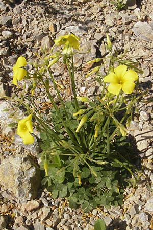 Oxalis pes-caprae / Bermuda Buttercup, Majorca Port de Andratx 9.4.2012