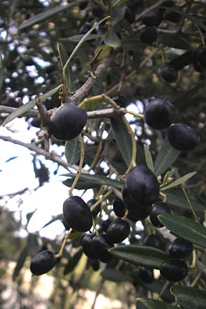 Olea europaea var. europaea \ lbaum / Olive, Mallorca/Majorca Lluc 23.4.2011