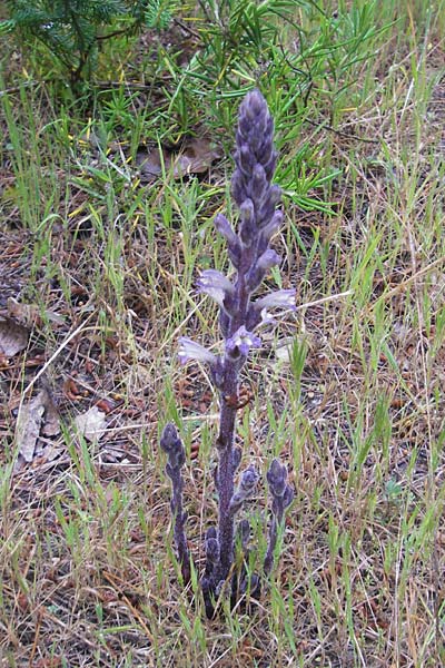 Phelipanche rumseyana \ Rumseys Rosmarin-Sommerwurz, Mallorca Cap Formentor 24.4.2011