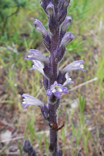 Phelipanche rumseyana \ Rumseys Rosmarin-Sommerwurz, Mallorca Cap Formentor 24.4.2011