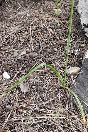 Allium subvillosum \ Wenigbehaarter Lauch, Zottiger Lauch / Western Mediterranean Garlic, Mallorca/Majorca S'Arenal 25.4.2011
