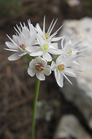 Allium subvillosum \ Wenigbehaarter Lauch, Zottiger Lauch, Mallorca S'Arenal 25.4.2011