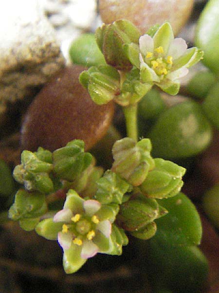 Polycarpon polycarpoides / Allseed, Majorca Ca'n Picafort 30.4.2011