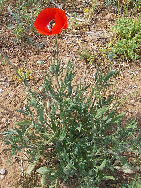 Papaver rhoeas \ Klatsch-Mohn, Mallorca S'Arenal 5.4.2012