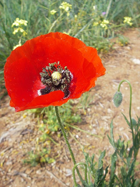 Papaver rhoeas \ Klatsch-Mohn, Mallorca S'Arenal 5.4.2012