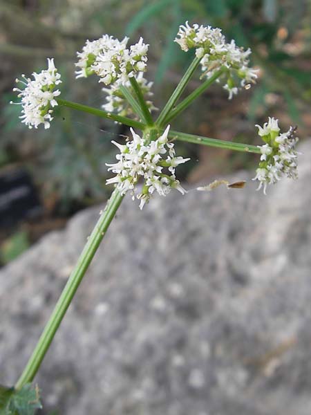 Pimpinella bicknellii \ Bicknells Bibernelle / Bicknell's Burnet Saxifrage, Mallorca/Majorca Soller Botan. Gar. 23.4.2011