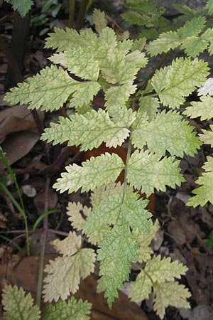 Pimpinella bicknellii \ Bicknells Bibernelle, Mallorca Soller Botan. Gar. 23.4.2011