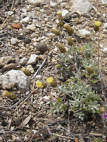 Phagnalon rupestre \ Gewhnliche Steinimmortelle / Rock Phagnalon, Mallorca/Majorca Andratx 26.4.2011