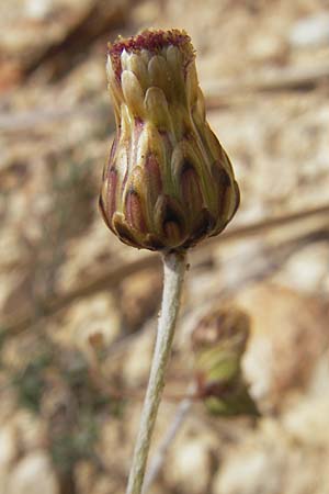 Phagnalon rupestre \ Gewhnliche Steinimmortelle / Rock Phagnalon, Mallorca/Majorca Sant Elm 29.4.2011