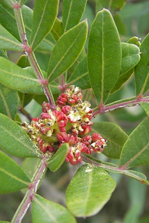 Pistacia lentiscus \ Pistazie, Mallorca Andratx 26.4.2011