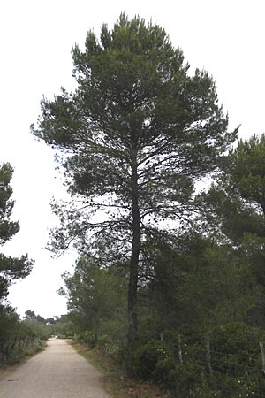 Pinus halepensis \ Aleppo-Kiefer, Strand-Kiefer, Mallorca Ca'n Picafort 30.4.2011