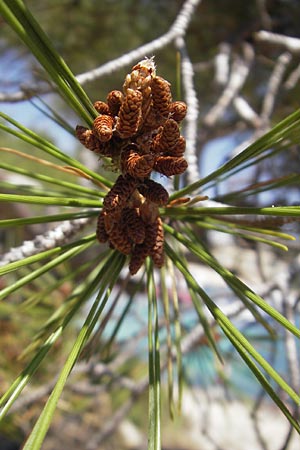 Pinus halepensis \ Aleppo-Kiefer, Strand-Kiefer / Aleppo Pine, Jerusalem Pine, Mallorca/Majorca Magaluf 1.5.2011