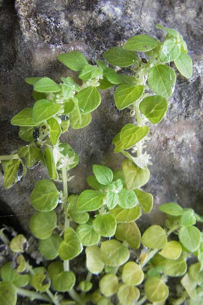 Parietaria lusitanica \ Portugiesisches Glaskraut / Mediterranean Pellitory-of-the-Wall, Spanish Pellitory-of-the-Wall, Mallorca/Majorca Sa Calobra 27.4.2011