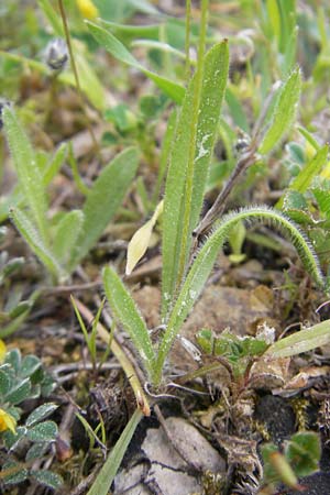 Plantago lagopus / Hare's Foot Plantain, Majorca Andratx 3.4.2012