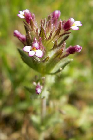 Parentucellia latifolia \ Breitblttrige Parentucellia / Broadleaf Glandweed, Mallorca/Majorca Cala Mondrago 5.4.2012