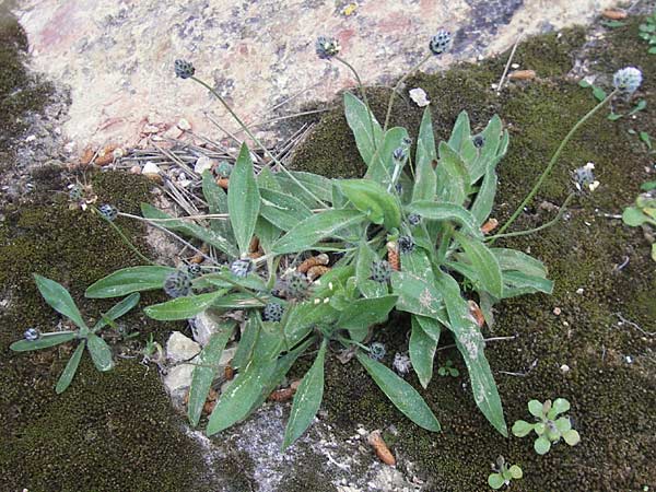 Plantago lagopus \ Hasenfu-Wegerich, Mallorca Port de Andratx 9.4.2012