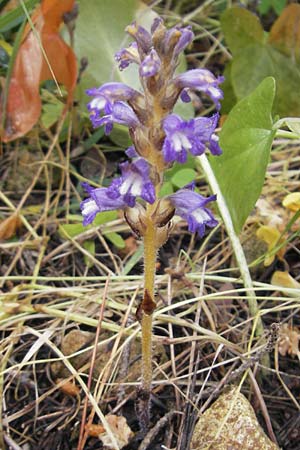 Phelipanche mutelii / Mutel's Hemp Broomrape, Dwarf Broomrape, Majorca Palma 13.4.2012