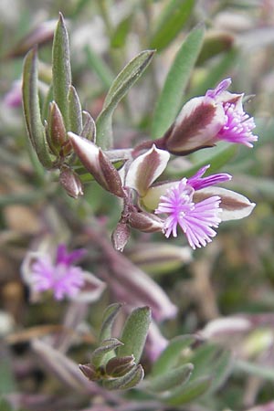 Polygala rupestris \ Felsen-Kreuzblume, Felsen-Kreuzblmchen, Mallorca S'Arenal 25.4.2011