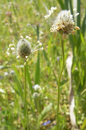 Plantago lagopus / Hare's Foot Plantain, Majorca Cala Mondrago 5.4.2012