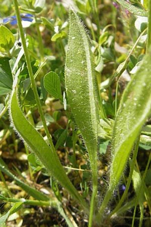 Plantago lagopus \ Hasenfu-Wegerich, Mallorca Cala Mondrago 5.4.2012