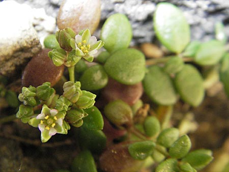 Polycarpon polycarpoides / Allseed, Majorca Ca'n Picafort 30.4.2011