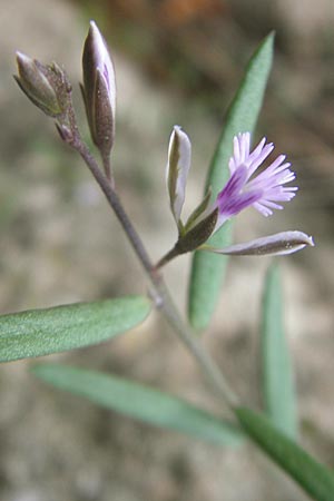 Polygala rupestris \ Felsen-Kreuzblume, Felsen-Kreuzblmchen, Mallorca Andratx 22.4.2011