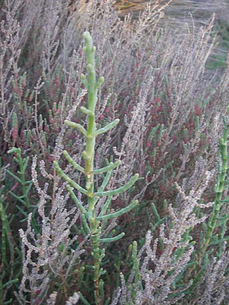 Salicornia europaea \ Europischer Queller / Common Glasswort, Mallorca/Majorca Pollensa 11.4.2012