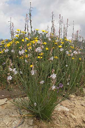 Asphodelus fistulosus \ Rhriger Affodill / Hollow-Leaved Asphodel, Mallorca/Majorca Port de Andratx 3.4.2012