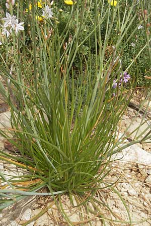 Asphodelus fistulosus \ Rhriger Affodill / Hollow-Leaved Asphodel, Mallorca/Majorca Port de Andratx 3.4.2012