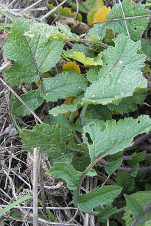 Raphanus raphanistrum subsp. landra \ Gelber Acker-Rettich / Mediterranean Radish, Mallorca/Majorca Pollensa 11.4.2012